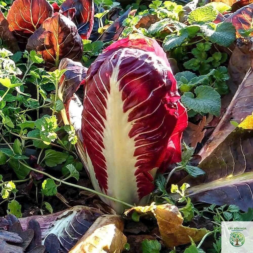cây radicchio - Image 4