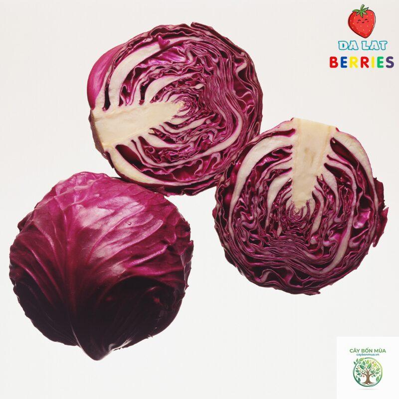 cây radicchio - Image 5