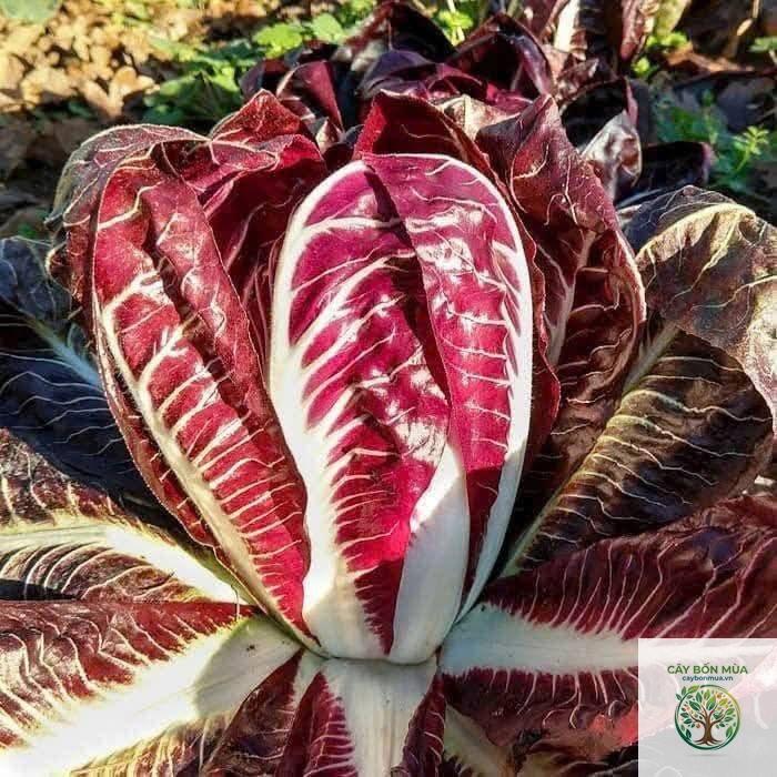 cây radicchio