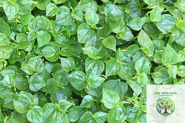 cây rau càng cua rừng