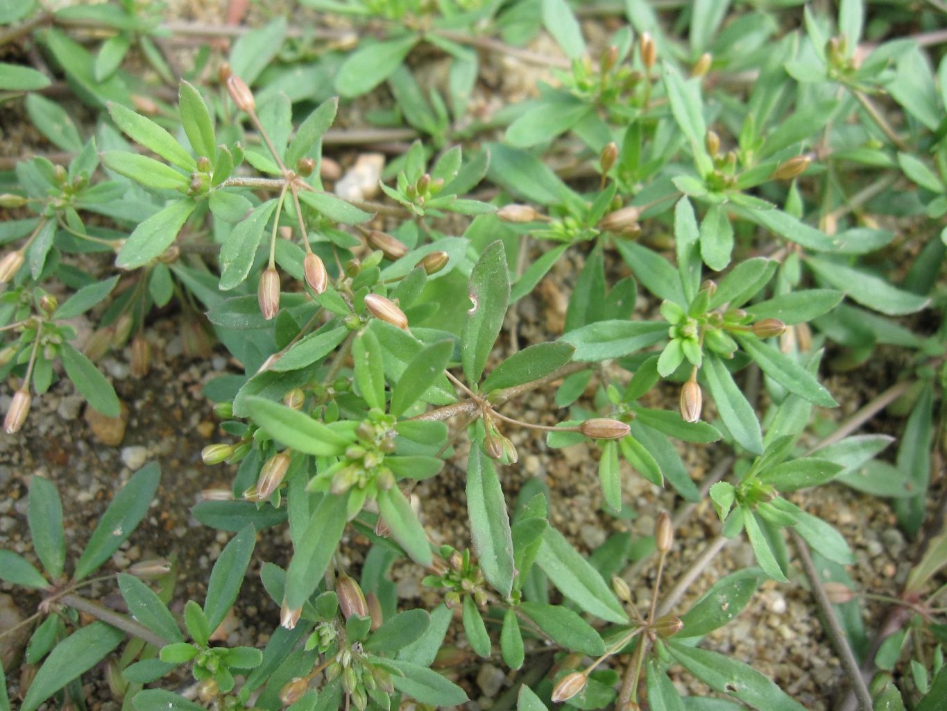cây rau đắng - Image 2