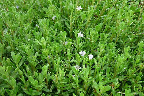 cây rau đắng - Image 4