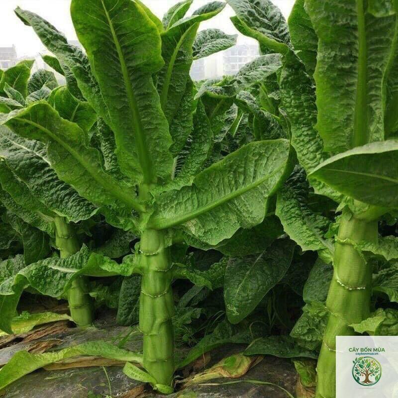 cây rau diếp thơm