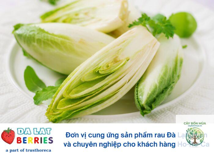 cây rau diếp xoăn trắng - Image 2