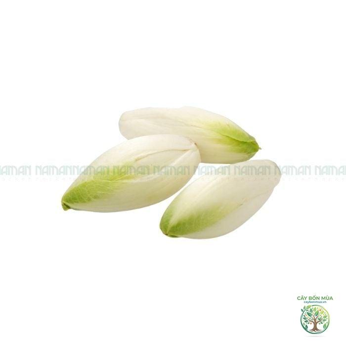 cây rau diếp xoăn trắng - Image 4