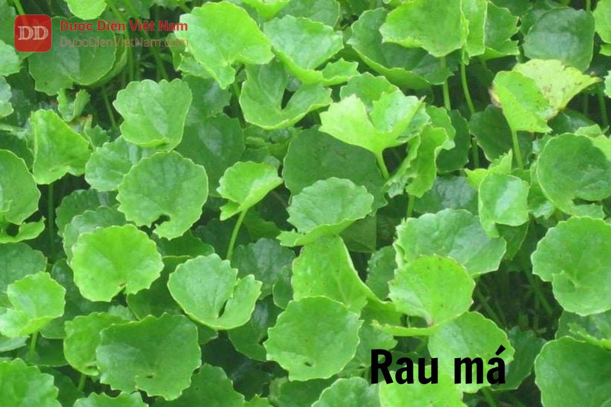 cây rau má - Image 4
