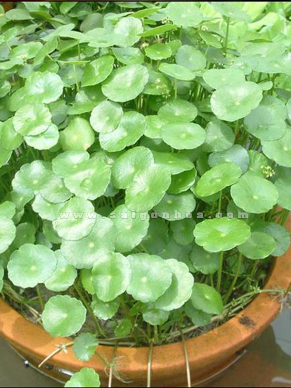 cây rau má - Image 5