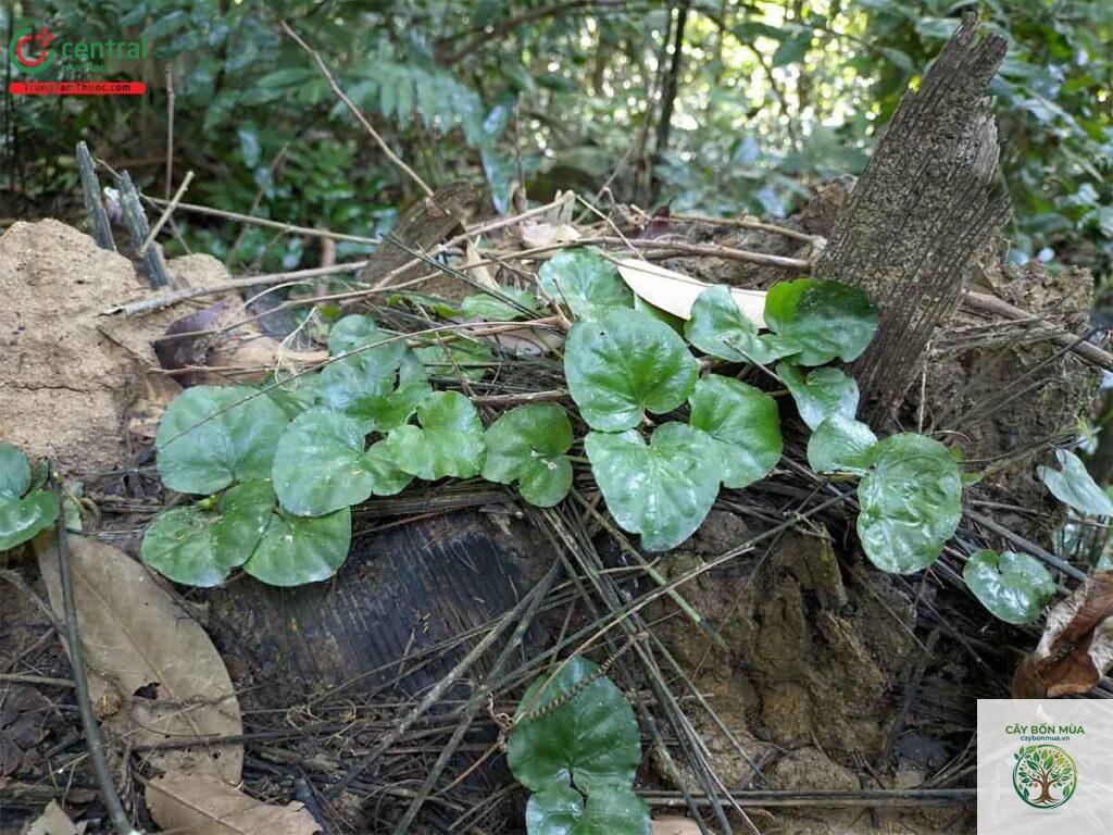 cây rau má rừng