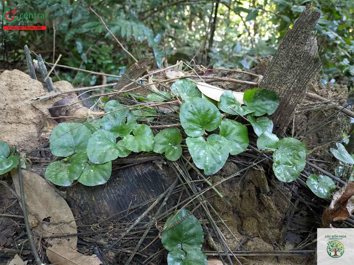 cây rau má rừng - Image 1