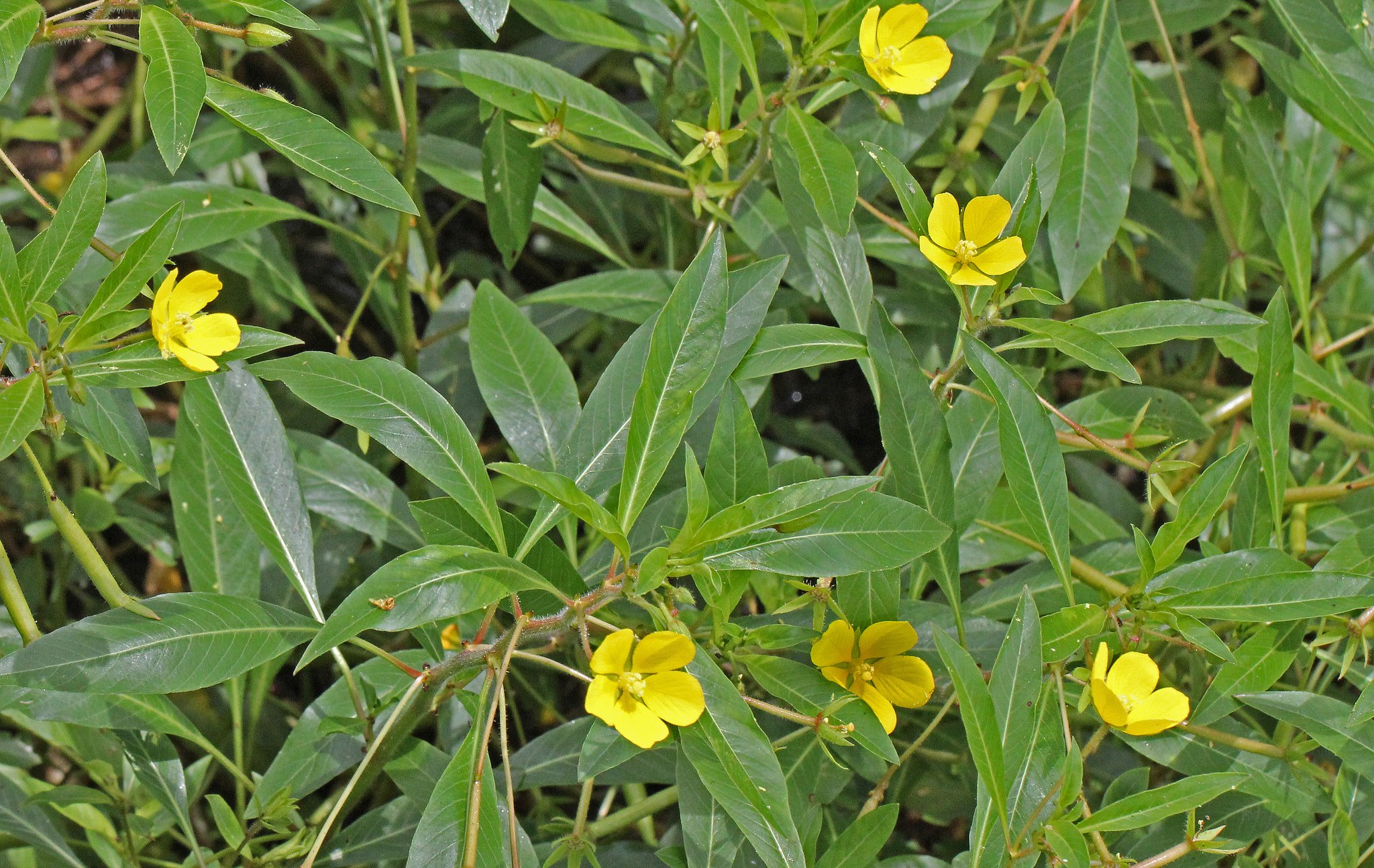 cây rau mương - Image 4