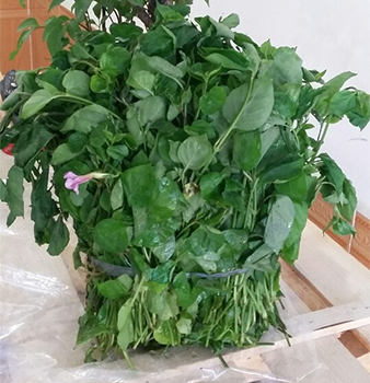 cây rau ngót Nhật - Image 2