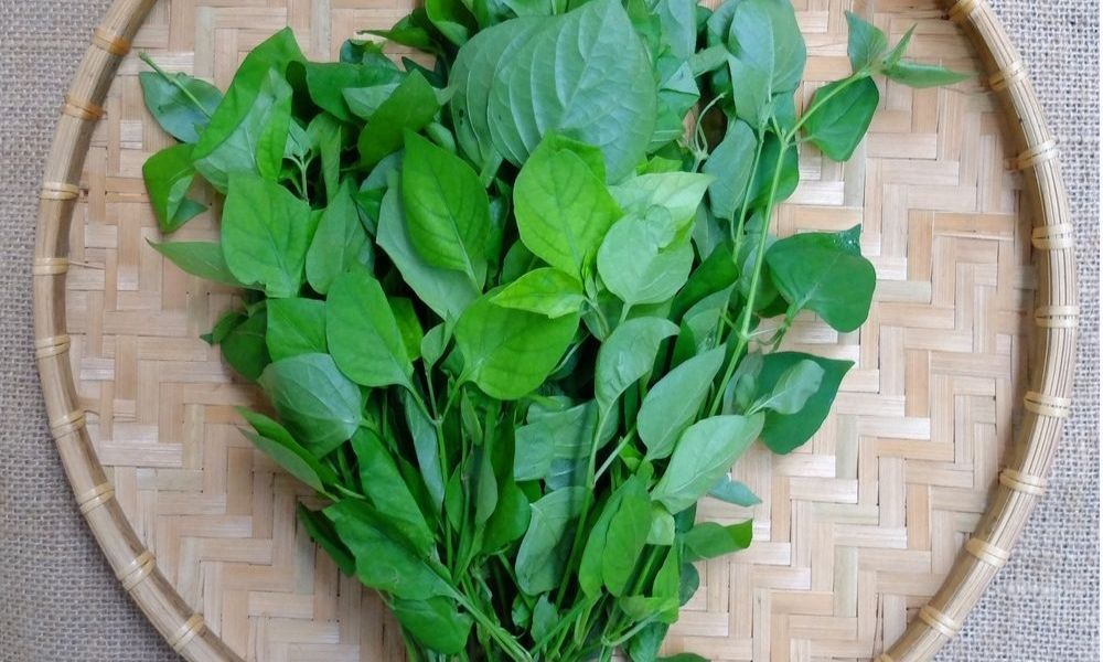 cây rau ngót Nhật - Image 3