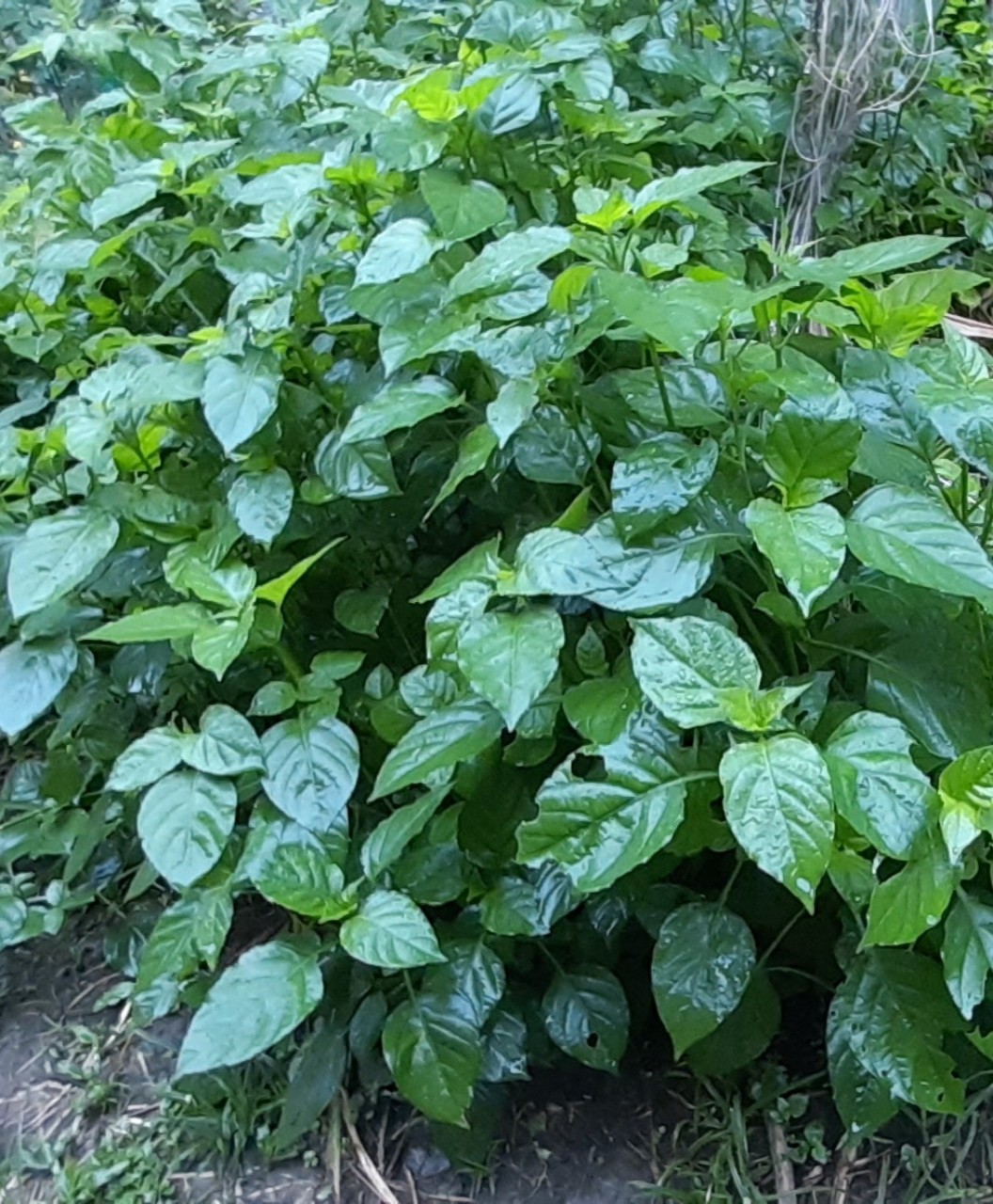cây rau ngót Nhật - Image 4