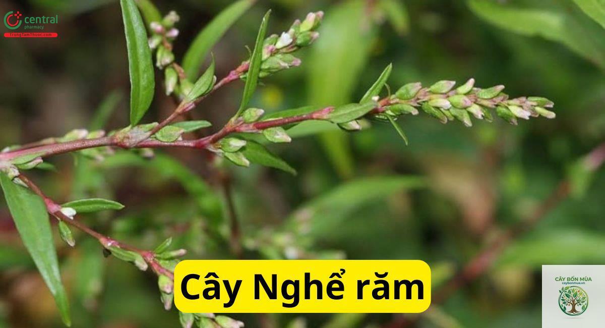 cây rau răm đỏ - Image 5