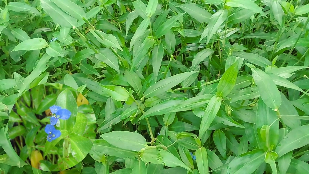 cây rau trai - Image 1