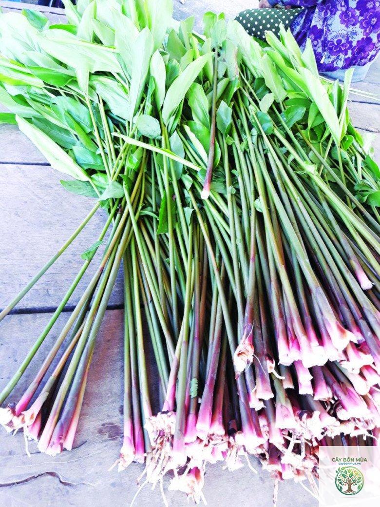 cây riềng dại - Image 4