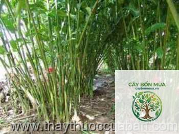cây riềng đỏ rừng - Image 5