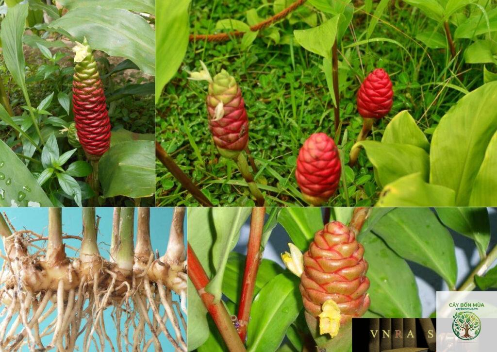 cây riềng gừng