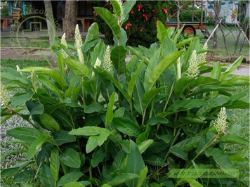cây riềng nếp - Image 4