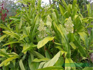 cây riềng nếp - Image 5