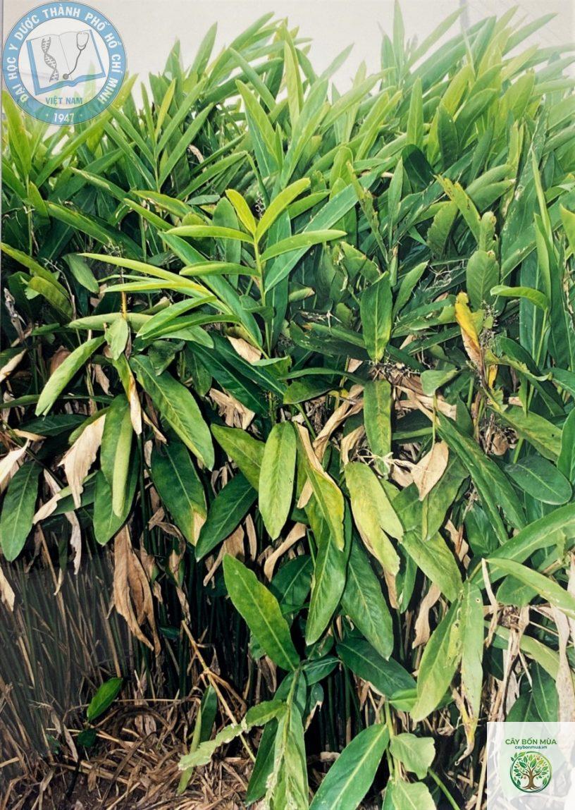 cây riềng nhỏ - Image 4