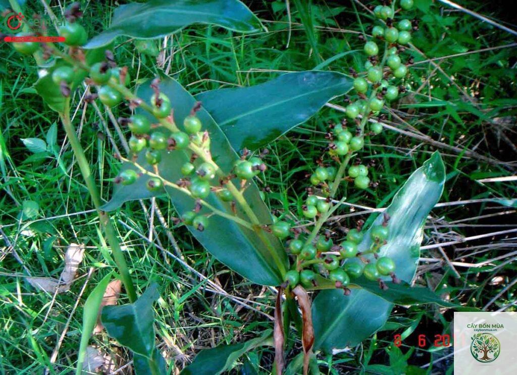 cây riềng rừng