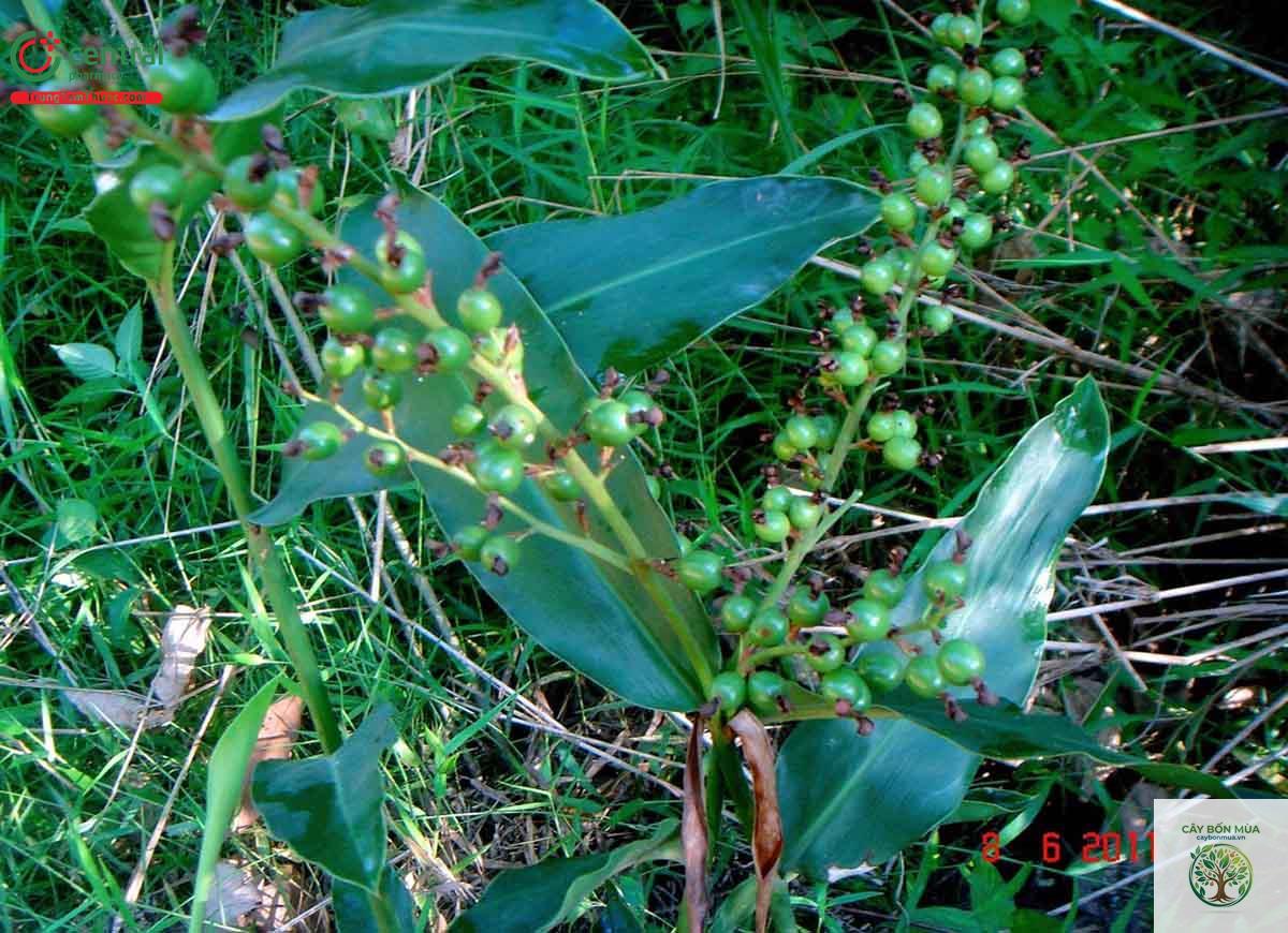 cây riềng rừng - Image 1