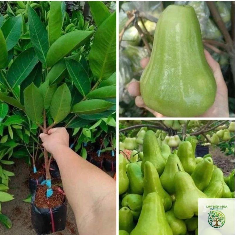 cây roi đường - Image 5
