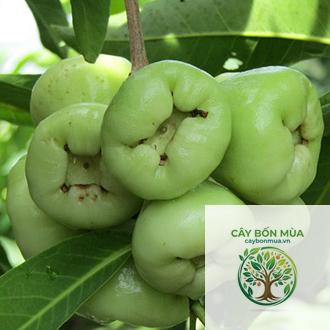 cây roi đường