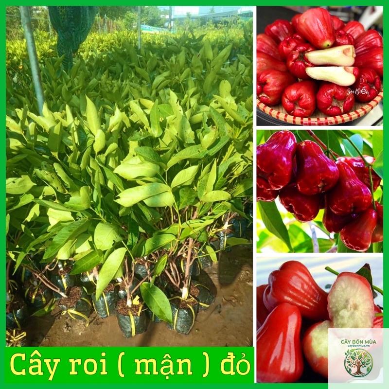 cây roi không hạt