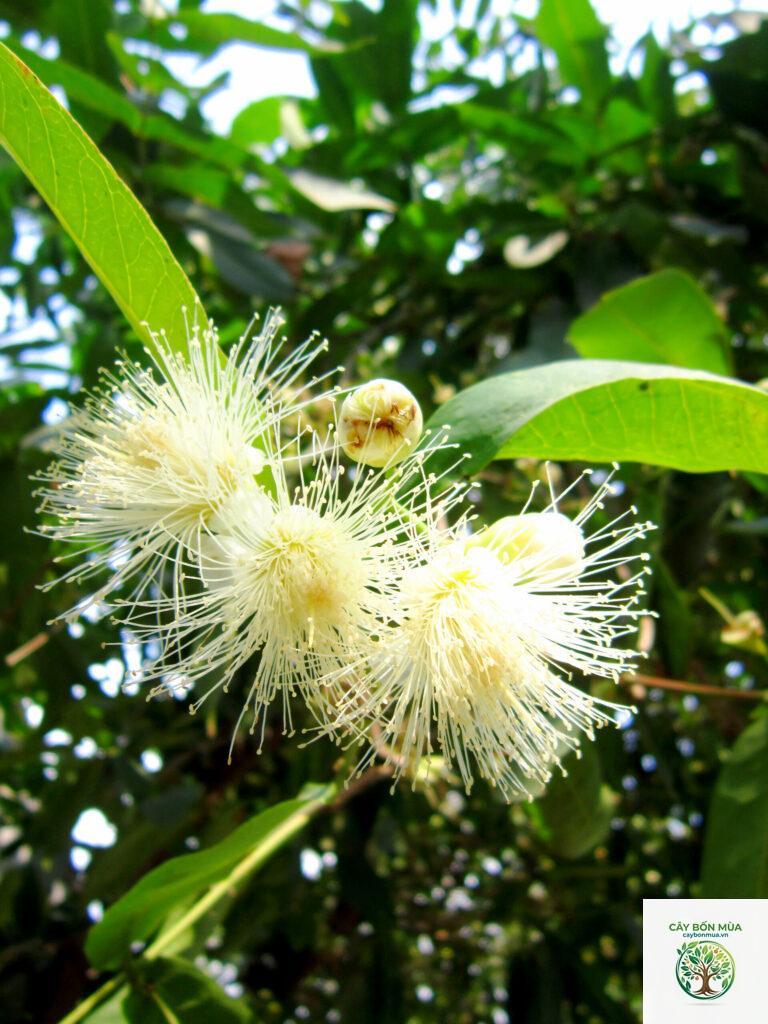 cây roi trắng