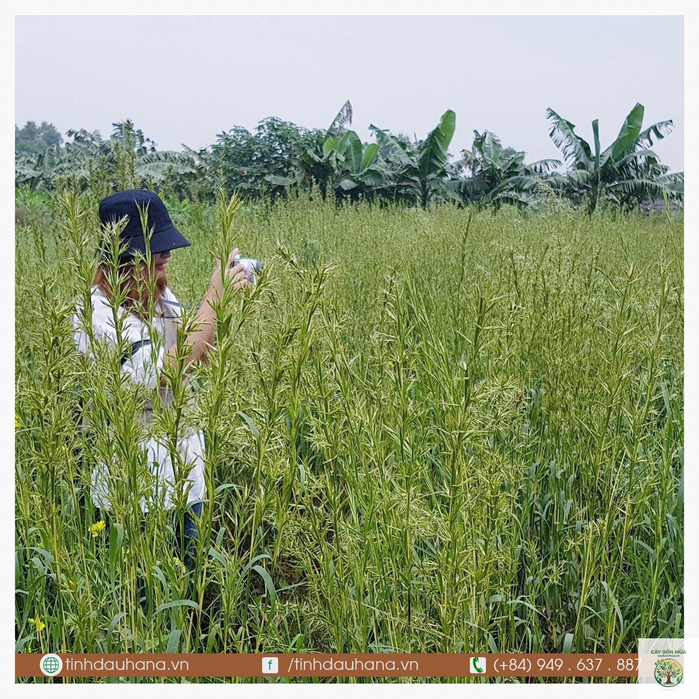 cây sả Palmarosa - Image 3