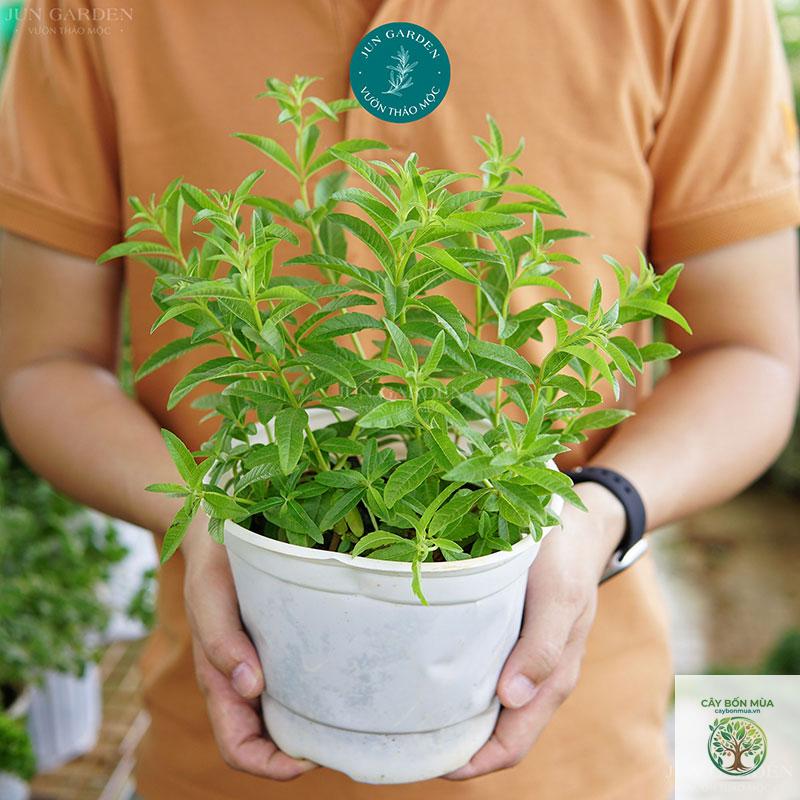 cây sả chanh