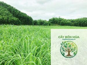 cây sả dại - Image 4