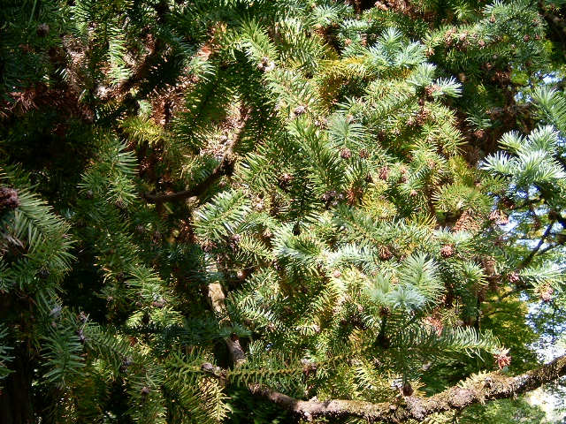 cây sa mu - Image 5