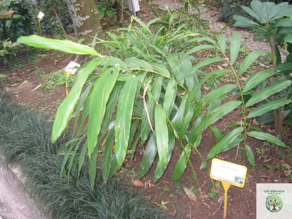 cây sa nhân đỏ