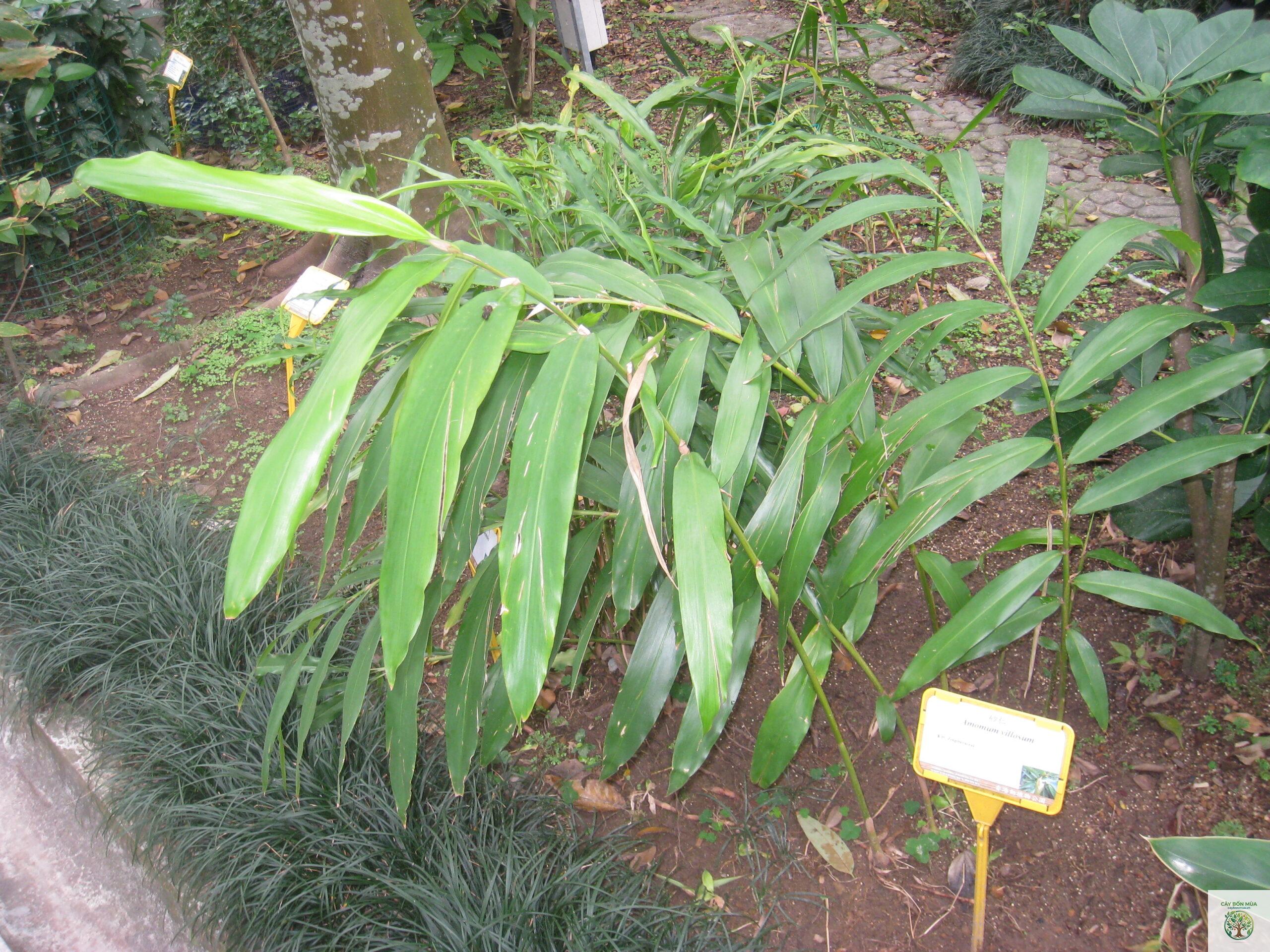 cây sa nhân đỏ - Image 1