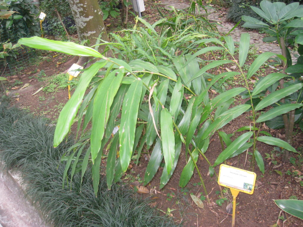 cây sa nhân đỏ
