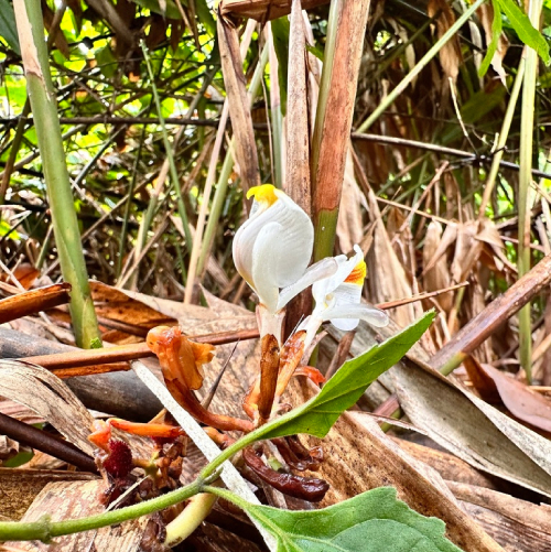 cây sa nhân đỏ - Image 5