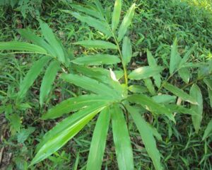 cây sa nhân rừng
