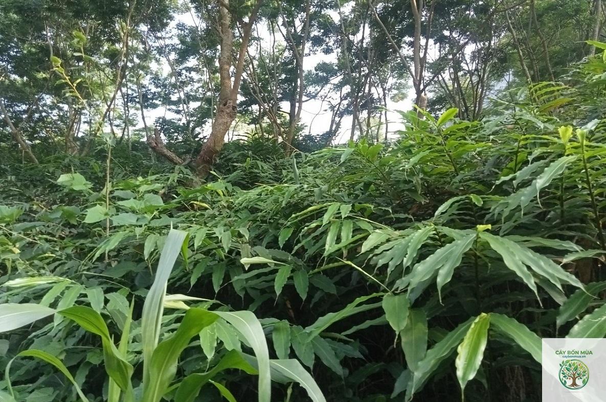 cây sa nhân tím - Image 2