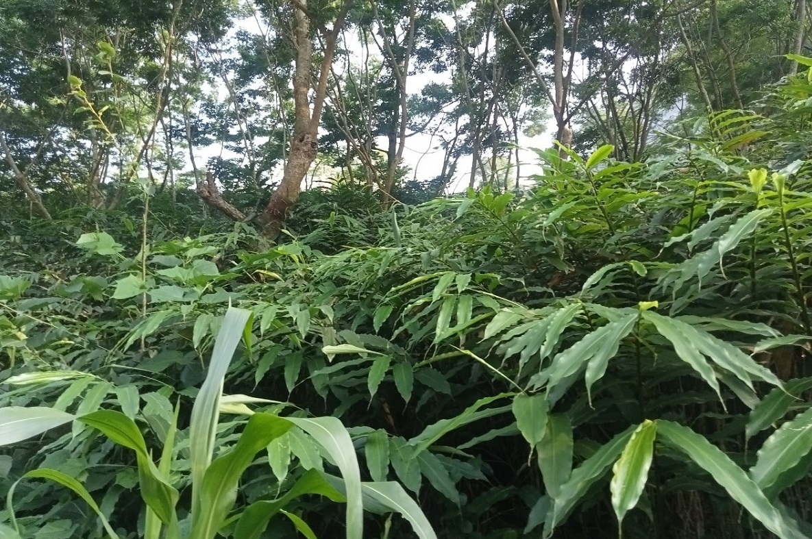 cây sa nhân tím - Image 2