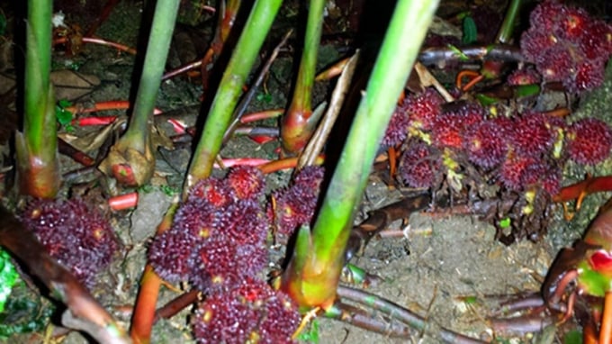 cây sa nhân tím - Image 3