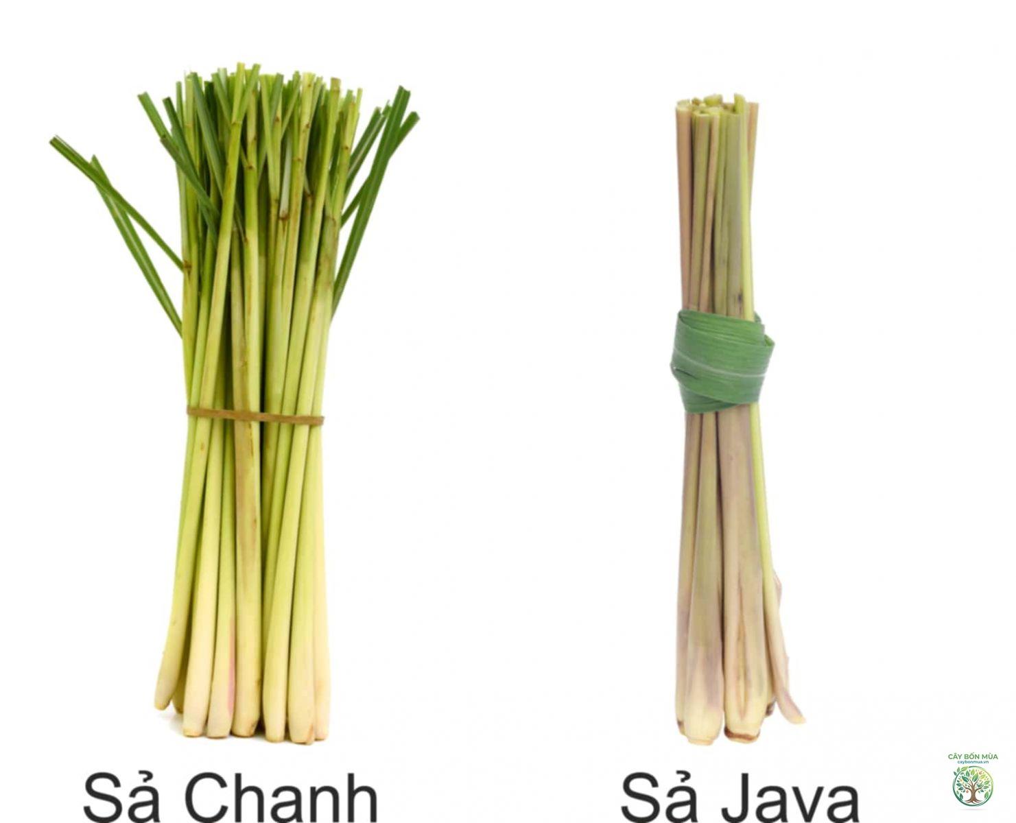 cây sả voi - Image 3