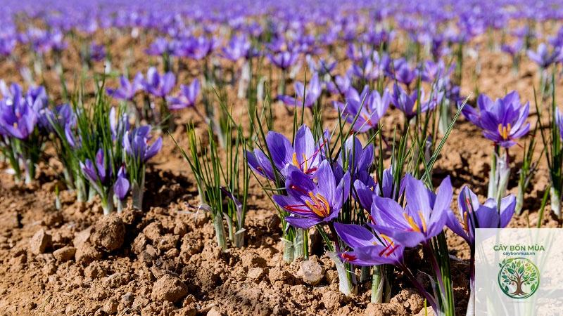 cây saffron - Image 3