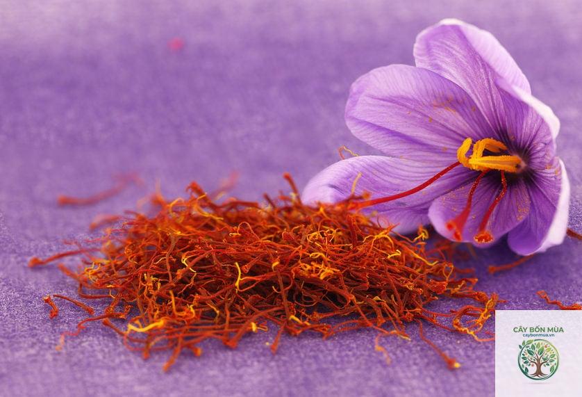 cây saffron - Image 4