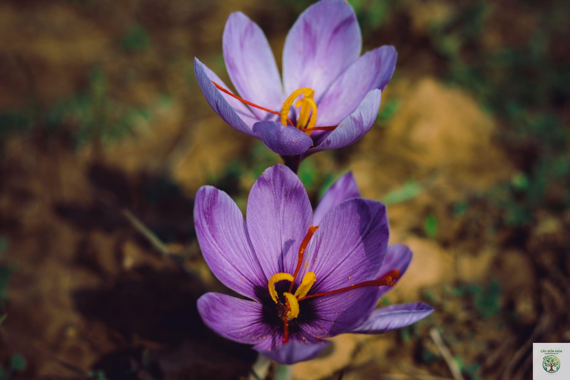 cây saffron Hy Lạp - Image 2