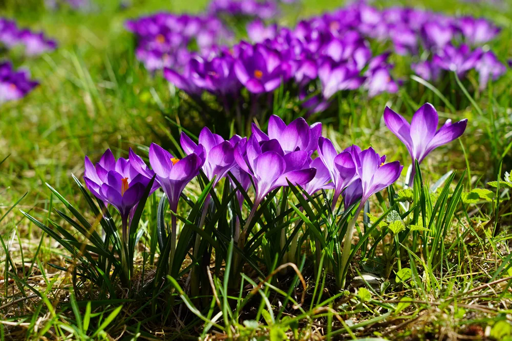 cây saffron Hy Lạp - Image 3