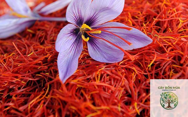 cây saffron Iran - Image 3