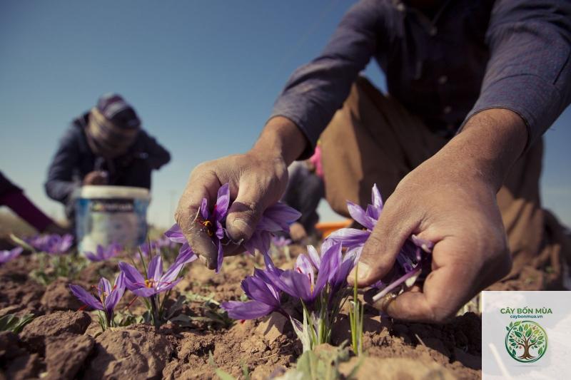 cây saffron Iran - Image 4